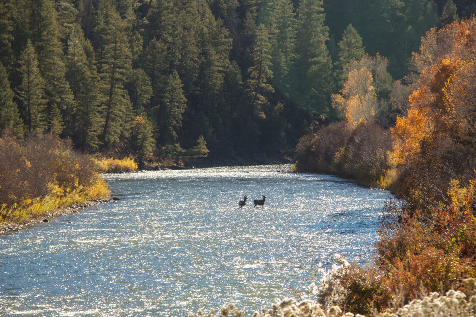 2 deer in river